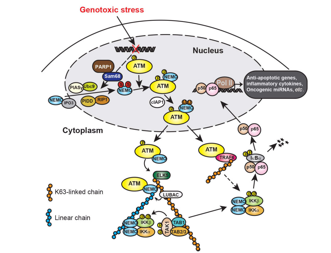 DNA damage-induced nuclear factor-kappa and its roles cancer progression