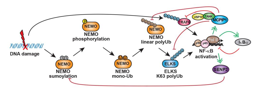 DNA damage-induced nuclear factor-kappa and its roles cancer progression