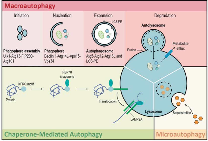 Exploiting Autophagy In Multiple Myeloma