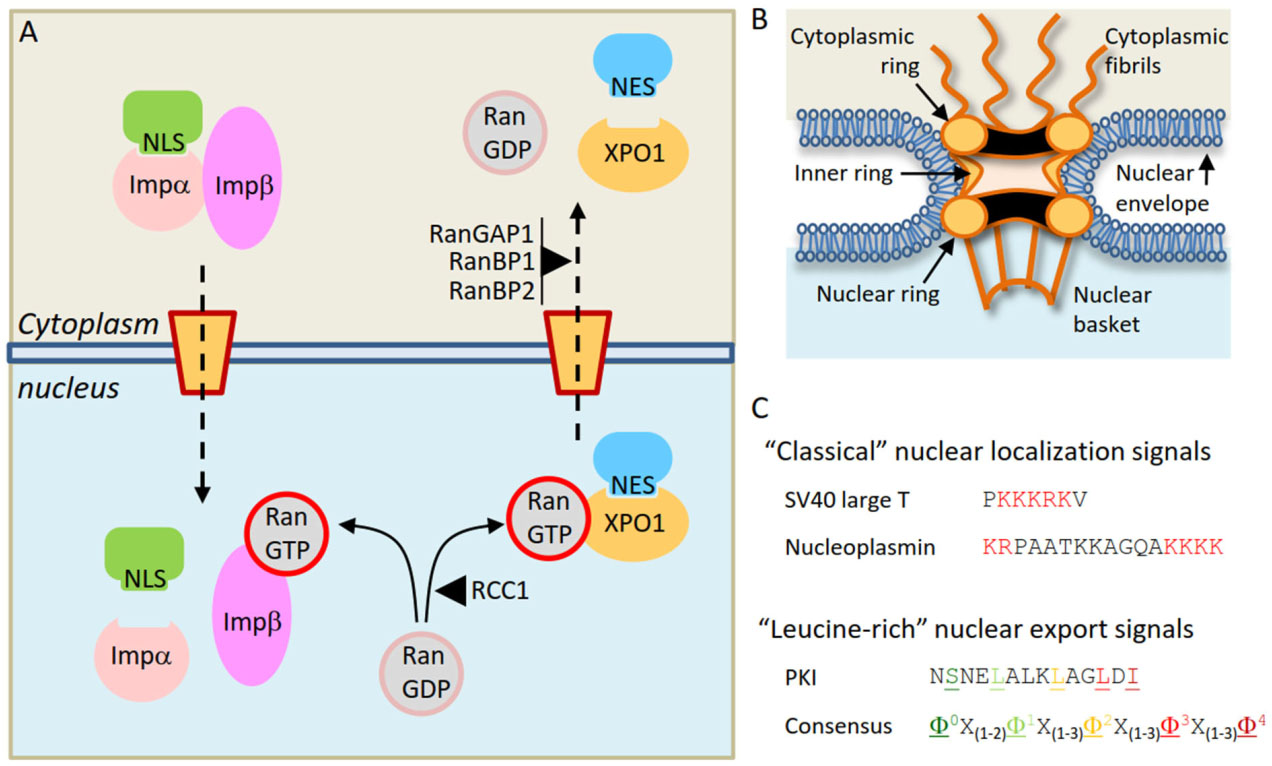 Hitting a moving target: inhibition of the nuclear export receptor XPO1