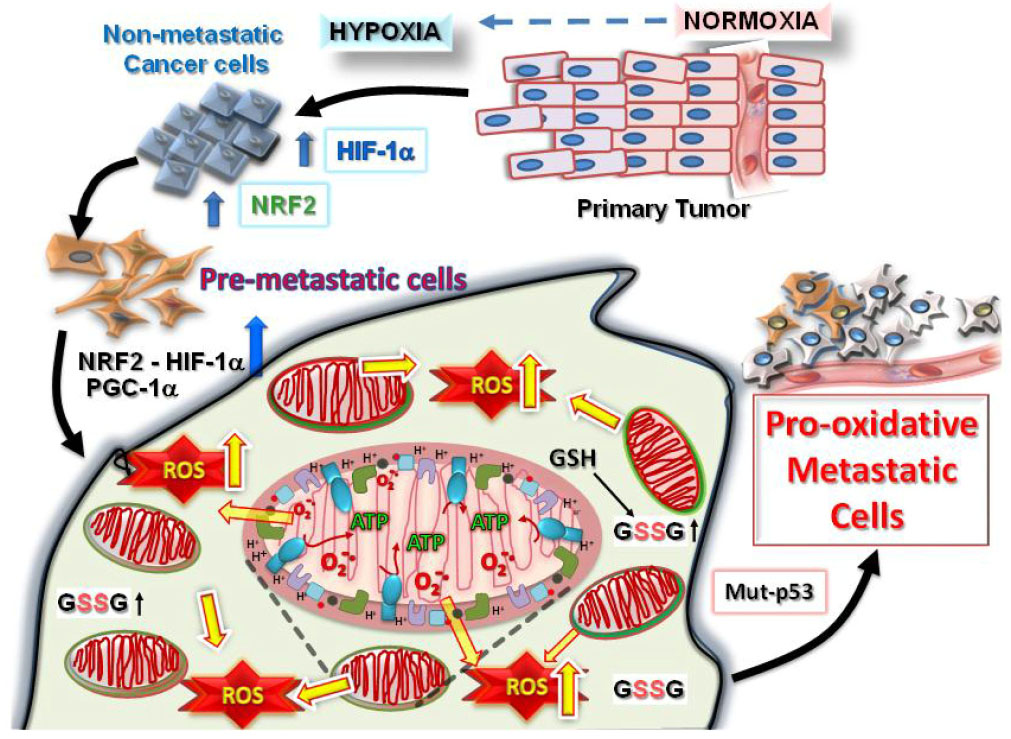 Nsaid Celecoxib A Potent Mitochondrial Pro Oxidant Cytotoxic Agent Sensitizing Metastatic Cancers And Cancer Stem Cells To Chemotherapy