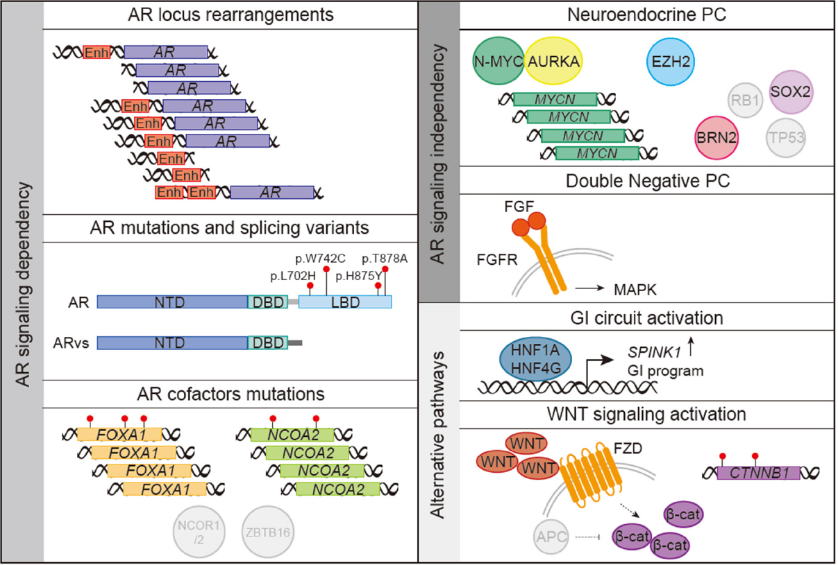 Evolution Of The Prostate Cancer Genome Towards Resistance