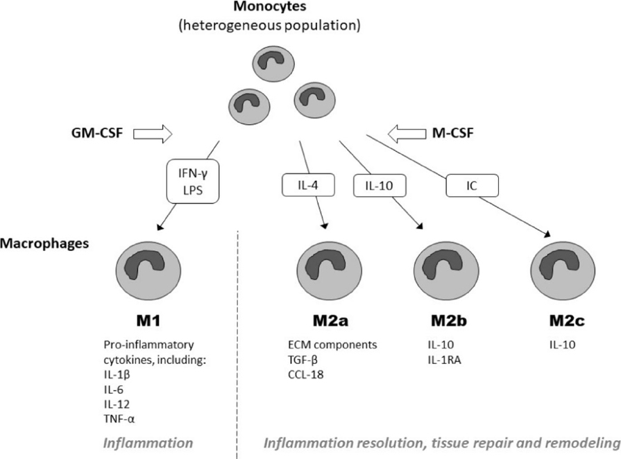 Monocyte Differentiation And Macrophage Polarization