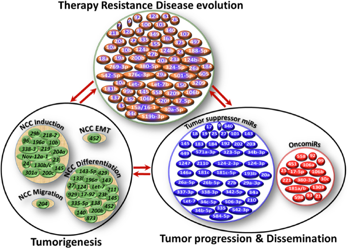 Micrornas In Neuroblastoma Tumorigenesis Therapy Resistance And Disease Evolution