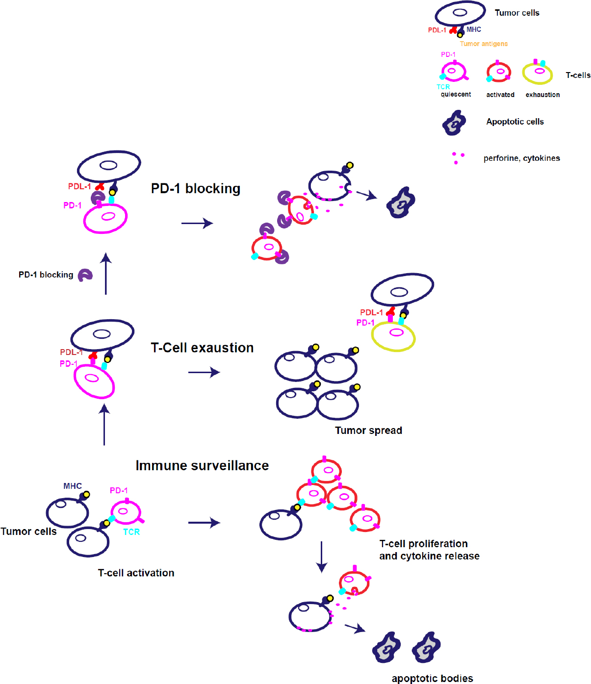 The Immune Regulation Of Pd-1 Pdl-1 Axis, A Potential Biomarker In 