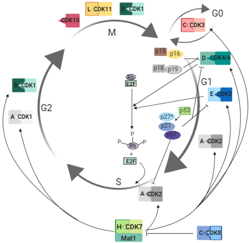 Cyclin-dependent Kinase Inhibitors In Brain Cancer: Current State And ...