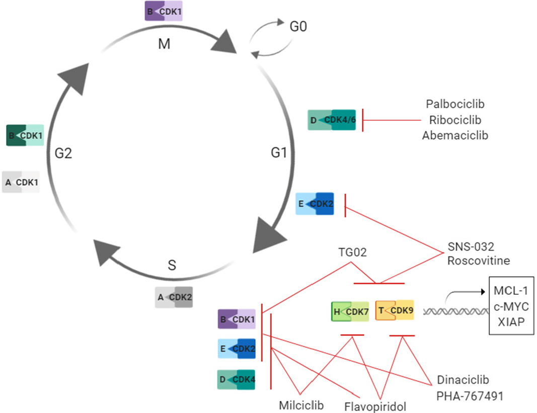 Cyclin Dependent Kinase Inhibitors In Brain Cancer Current State And Future Directions