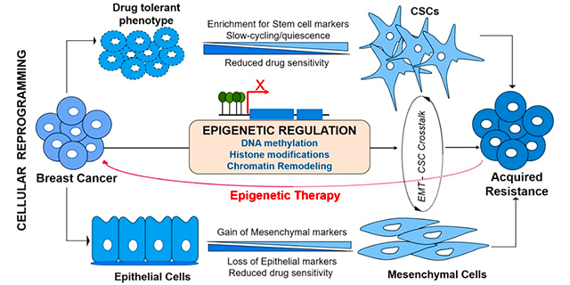 glutathione epigenetic drug resistance Topic: Basis of Cancer Glutathione (GSH) insufficient promotes