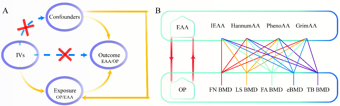 The causal relationship between epigenetic aging and osteoporosis: a bi-directional Mendelian randomization study