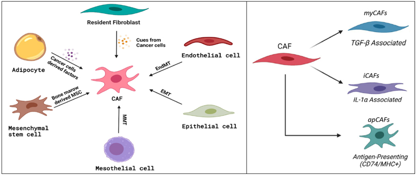 The Heterogeneity Of Cafs And Immune Cell Populations In The Tumor