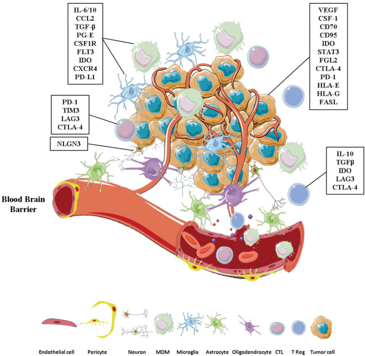 Brain Cancer Cell Diagram
