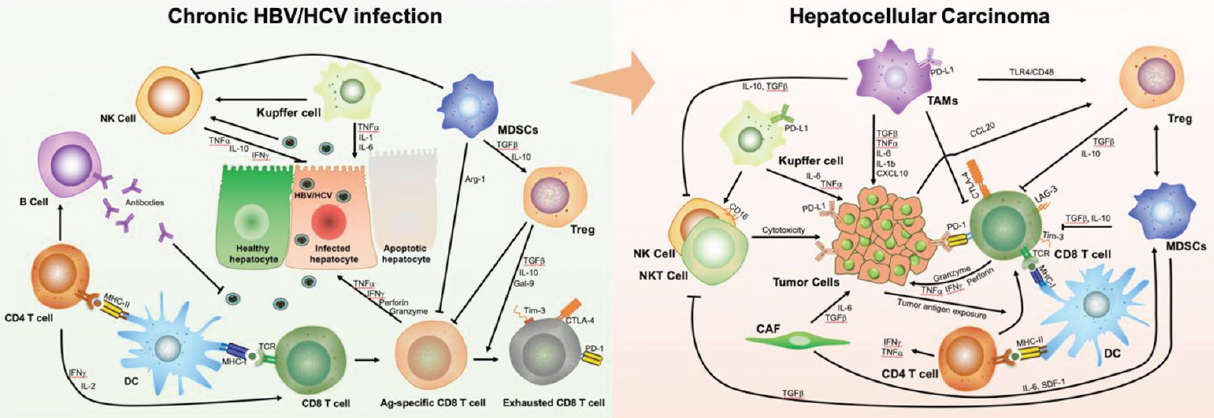 Immunotherapy Of Hepatocellular Carcinoma With Infection Of Hepatitis B Or C Virus