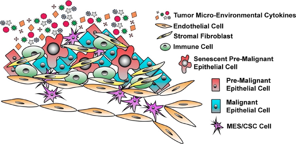 Cellular plasticity and metastasis in breast cancer: a pre- and post