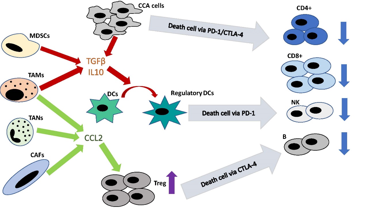 The Role Of Tumor Microenvironment In Cholangiocarcinoma