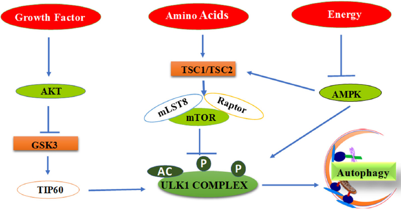 Small Molecule Probes For Targeting Autophagy – KWZNZE