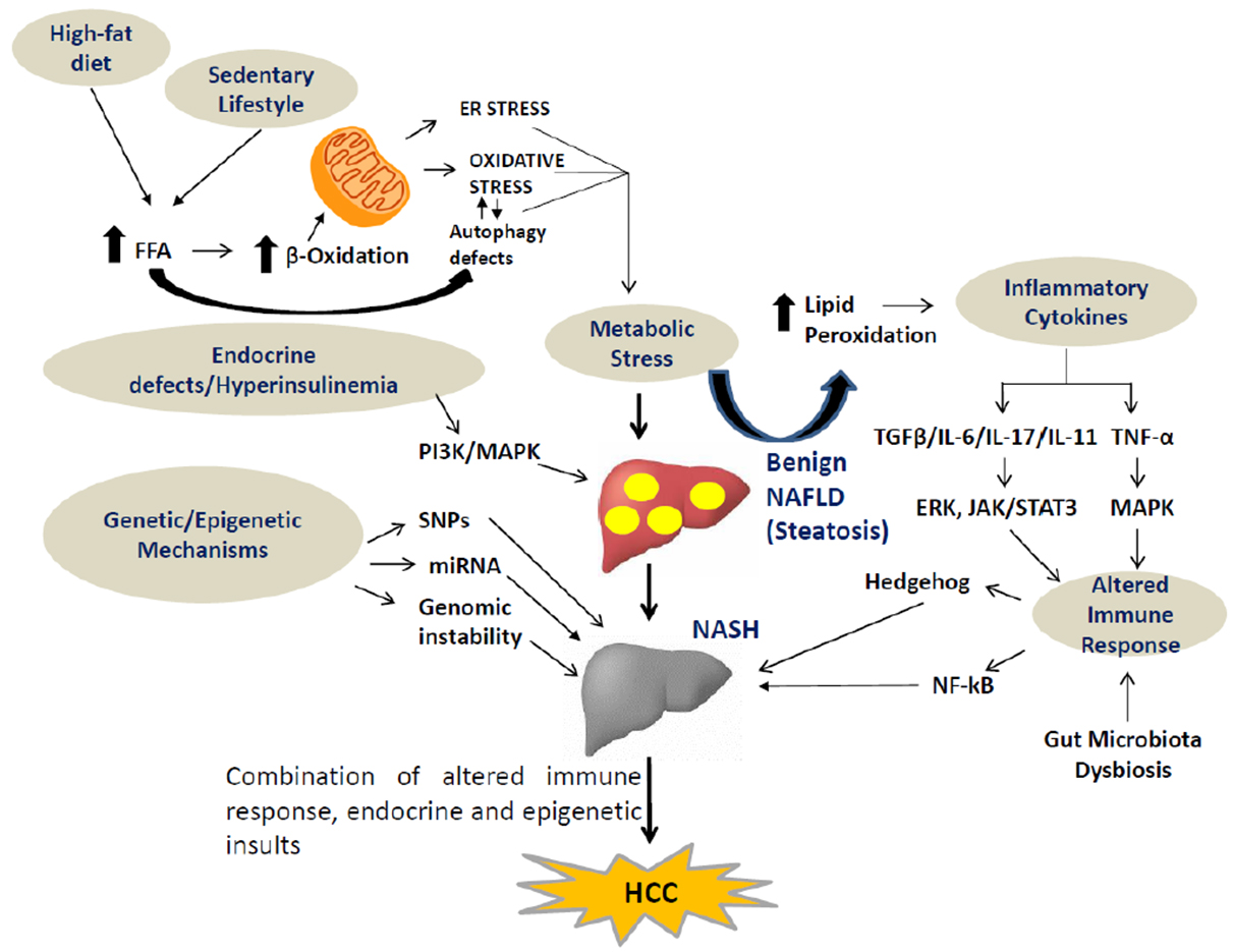 dysbiosis nafld)