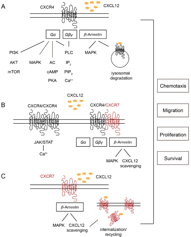 CXCR4 Signalling, Metastasis And Immunotherapy: Zebrafish Xenograft ...